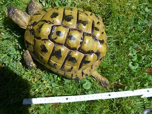 Griech. Landschildkröte, weiblich, adult