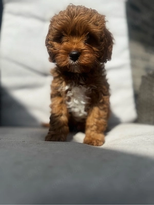 kleine Junge sucht neues Haus