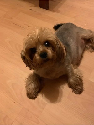 york shier hundin blue antan 