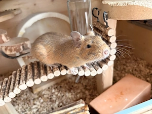 Liebevolles Zuhause für 1-jähriges Deguweibchen gesucht