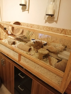 Zwerghamster Männchen mit Terrarium und Zubehör sucht ein neues Zuhause 