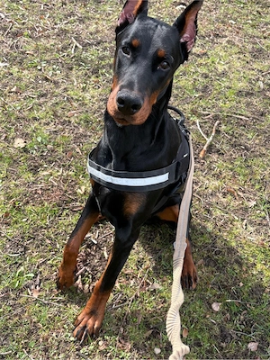Dobermann 9 monate alt
