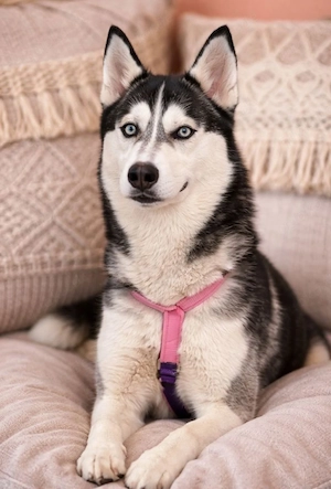 Ayla - Husky sucht Menschen mit Ahnung!