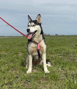 Ayla - Husky sucht Menschen mit Ahnung! RESERVIERT  Bild 2