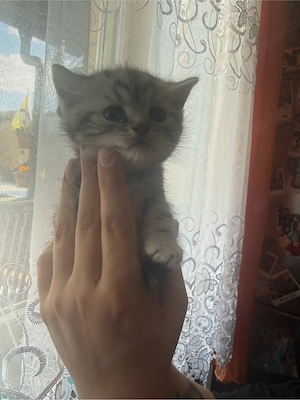 Britisch Kurzhaar Babys Bild 5