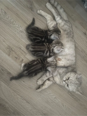 Britisch Kurzhaar Babys Bild 2