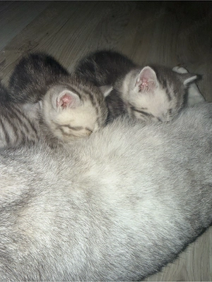 Britisch Kurzhaar Babys Bild 4