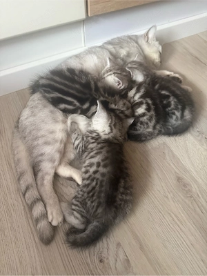 Britisch Kurzhaar Babys Bild 3