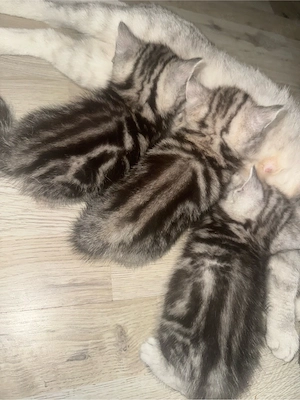 Britisch Kurzhaar Babys Bild 6