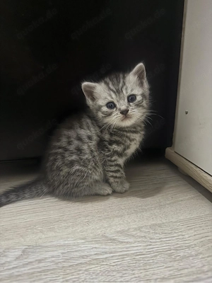 Britisch Kurzhaar Babys