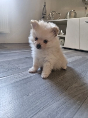 Pomeranian Zwergspitz