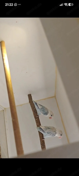 Agaporniden Unzertrennliche preis pro Paar  Bild 3