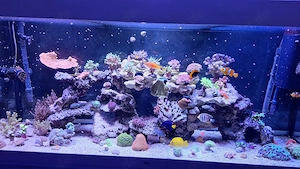 Meerwasser Aquarium Auflösung