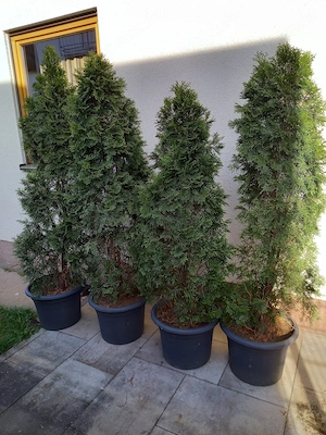Große Thujas im Topf   sofort pflanzbereit!