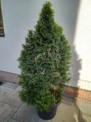 Edel - Thuja mit gelbgrün geflammter Belaubung