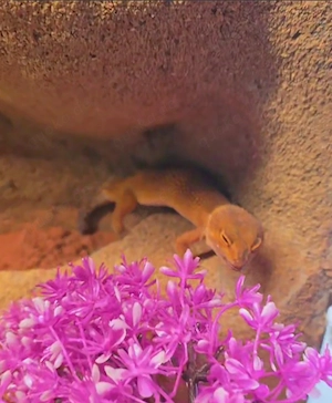 Leopardgeckos mit Terrarium 