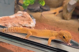 Leopardengeckos mit Terraium