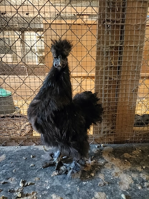 Seidenhühner Seidenhahn US silkies Zwerghühner 
