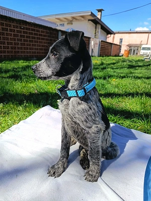 Herzensbrecher Frodo sucht seinen Lebensplatz - Deutschlandweite Vermittlung -