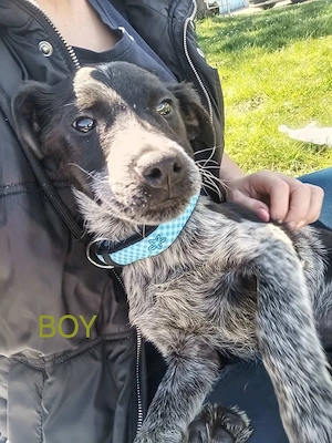 Herzensbrecher Frodo sucht seinen Lebensplatz - Deutschlandweite Vermittlung -