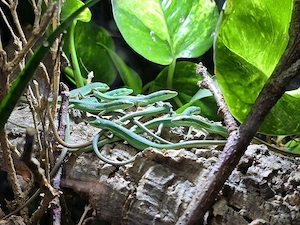 Übergabe Neumünster Smaragd Langschwanzechsen Takydromus 
