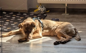 Elsie sucht ihr Für-Immer-Zuhause Bild 2