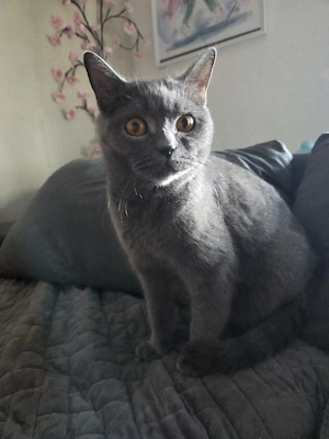 BKH Dame sucht Kuschelplatz