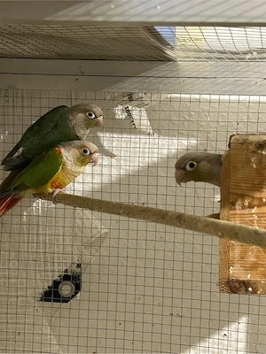Molinasittich (Pyrrhura molinae)