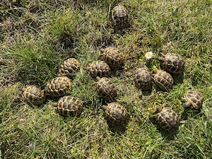 Griechische Landschildkröten Nachzucht 2025