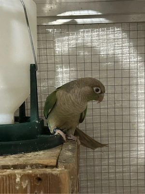 Molinasittich (Pyrrhura molinae) 2 Paare 