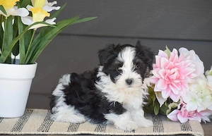 wunderschönen Havanese welpen