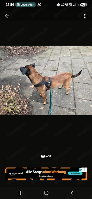 Lieben Rüden in gute hände ab zugeben 