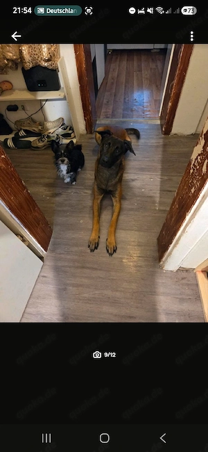 Lieben Rüden in gute hände ab zugeben 