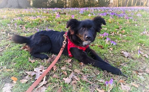 Wer möchte Holly ein liebevolles Zuhause schenken?