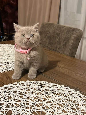 Süßes BKH Kitten Lilac 