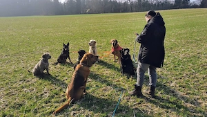 *Gassiservice*Hundesitter*Dogwalker*Hundebetreuung*