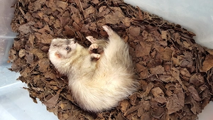 Einsame Frettchen Fähe