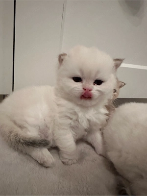 Golden Shaded kitten Bild 9