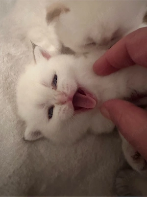 Golden Shaded kitten Bild 5