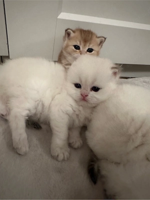 Golden Shaded kitten Bild 8