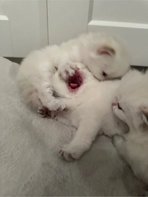 Golden Shaded kitten Bild 6