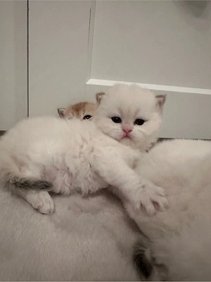 Golden Shaded kitten Bild 10