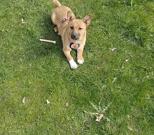 Zauberhafte kleine Marla