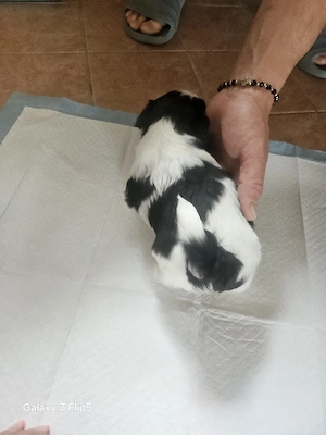 Welpen sitzu- Bischon Toy 