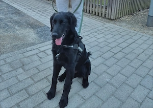 Australien Sheppard -Pudel-Mix 