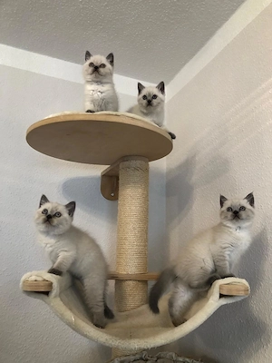 Süße BKH Blue Point Kitten reinrassig