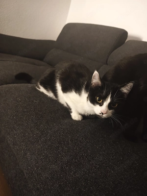 Junges Kätzchen abzugeben 