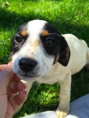 Kleiner Wirbelwind Laila möchte ankommen - Deutschlandweite Vermittlung -