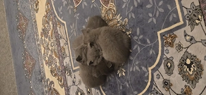 Reinrassige BKH katzenbabys  Bild 5