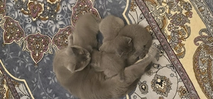 Reinrassige BKH katzenbabys  Bild 3